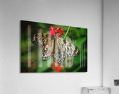 Paper kite butterfly  Acrylic Print