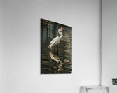 Egret fishing  Impression acrylique