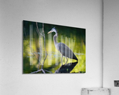 Blue Heron fishing  Impression acrylique