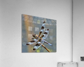  12-spot skimmer dragonfly  Impression acrylique