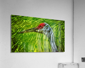  Reflections of sandhill crane   Impression acrylique