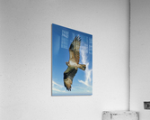 Big wing osprey  Impression acrylique