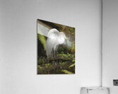Egret in the Everglades  Acrylic Print