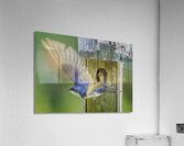 Tree swallow home  Impression acrylique