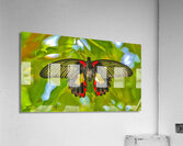 Scarlet Swallowtail Butterfly  Impression acrylique