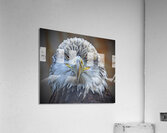 Bald Eagle  Impression acrylique