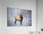 Grand Canyon Elk  Impression acrylique
