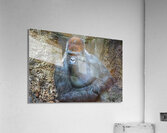 Lowland gorilla  Impression acrylique