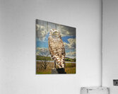 Pygmy Owl  Impression acrylique