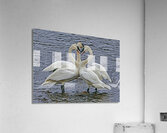 Hearty Swans  Acrylic Print