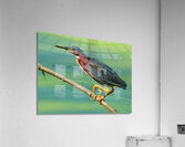 Green Heron hunting  Impression acrylique