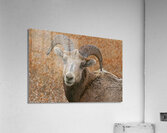 The look- bighorn sheep  Impression acrylique