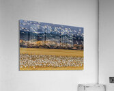 Migration of the birds  Impression acrylique