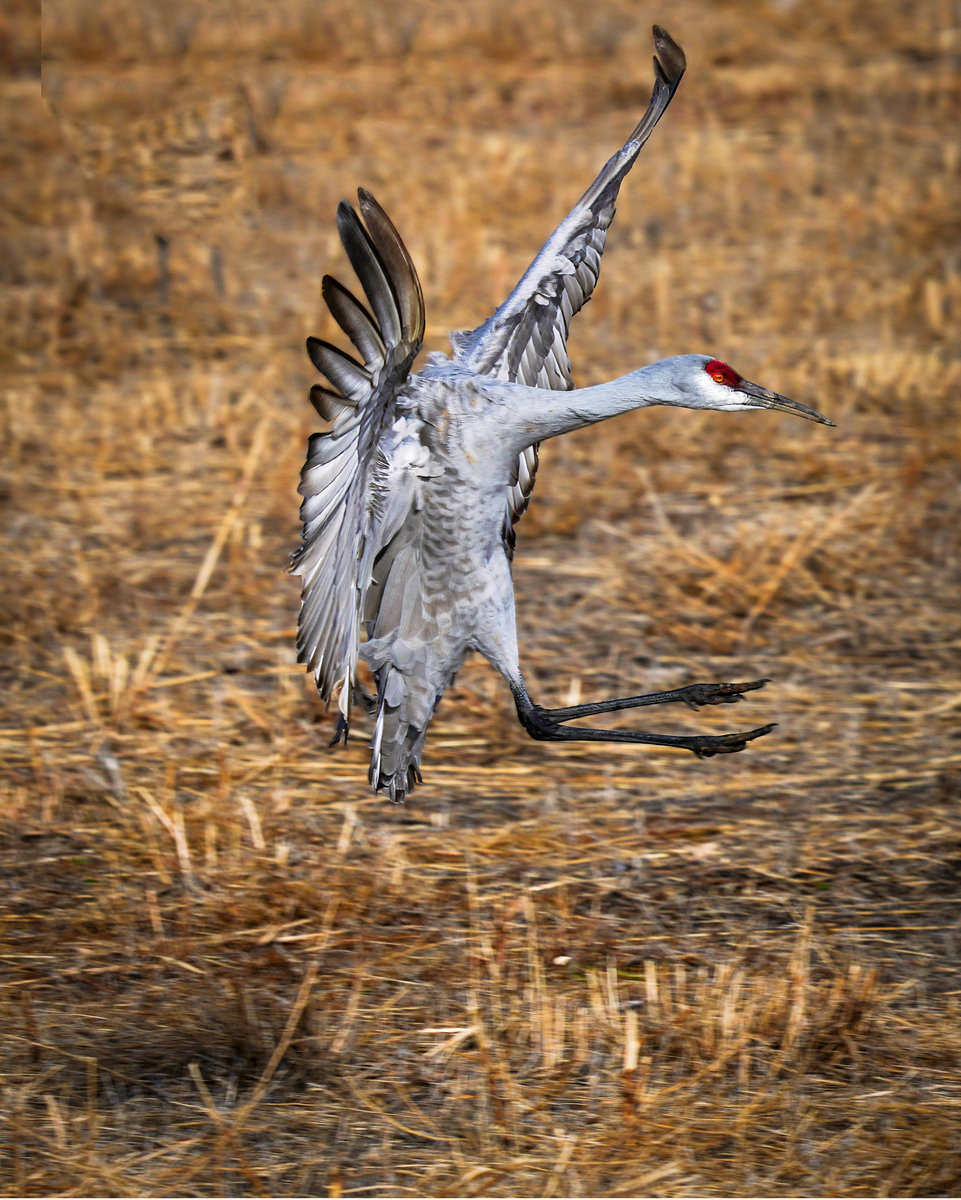 Impression de cadre personnalisé