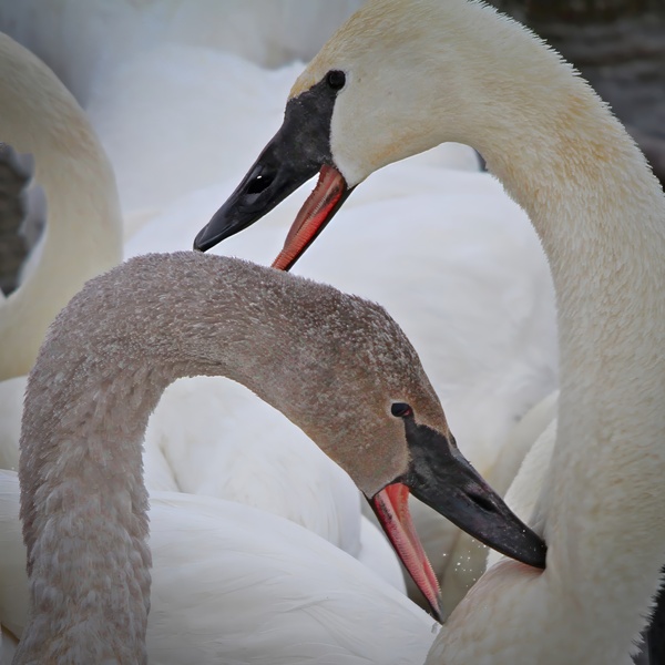 Pecking Swans by Jim Radford