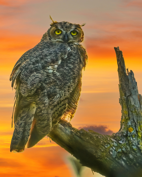 Owl standing watch by Jim Radford