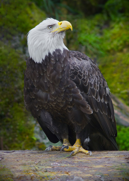 Bald eagle  by Jim Radford