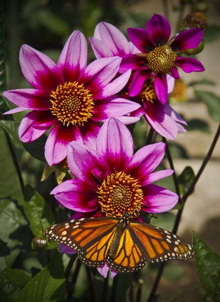 Dahlia flower and monarch by Jim Radford
