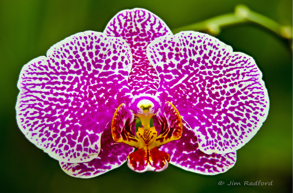 Pink Orchid by Jim Radford