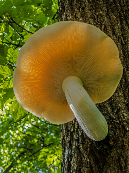  Elm Cap Mushroom by Jim Radford