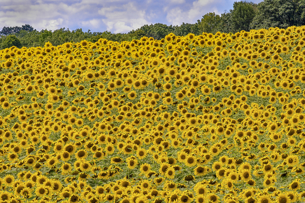 Sunflower field by Jim Radford
