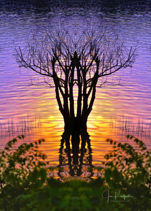 Lakeside sun on tree by Jim Radford