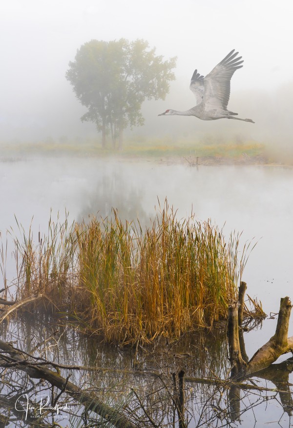 Crane on the Wing in Fog by Jim Radford