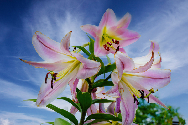 Lucious Lily by Jim Radford