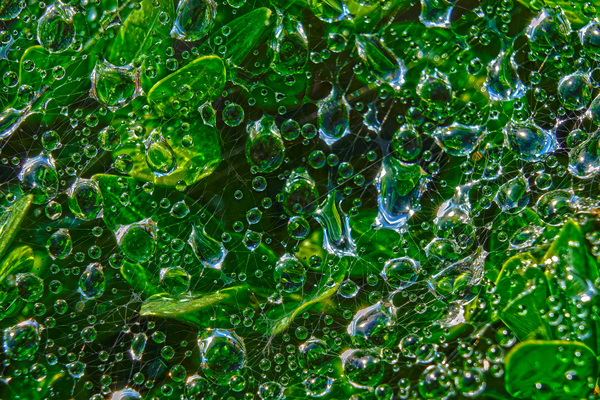 Water Drops by Jim Radford