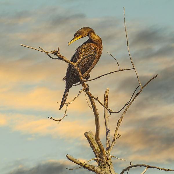 Cormorant by Jim Radford
