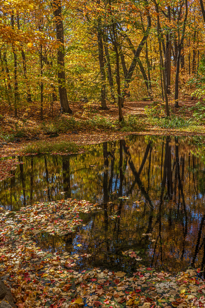 Forest Reflections by Jim Radford