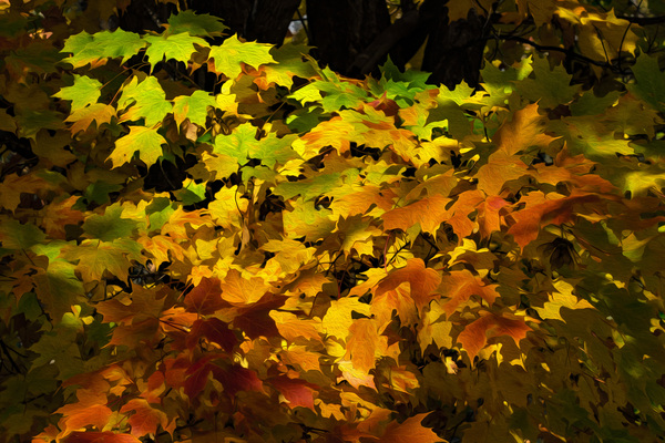 Fall Colors by Jim Radford