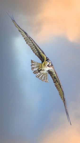 Osprey on the wing by Jim Radford