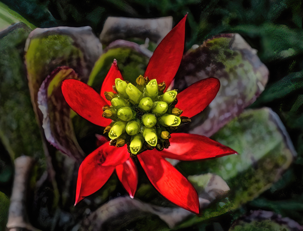 Euphorbia on Display by Jim Radford