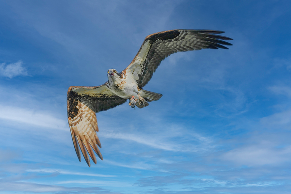Osprey in flight by Jim Radford