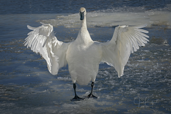 Embracing Swan by Jim Radford
