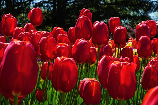 Red tulip parade  by Jim Radford