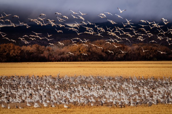 Snowbird Migration by Jim Radford