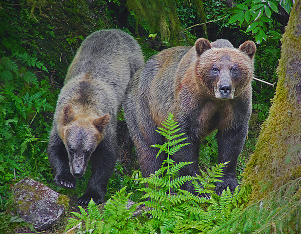Alaskan Grizzly Bears by Jim Radford
