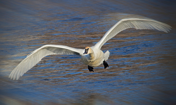 Wide wings of swan by Jim Radford