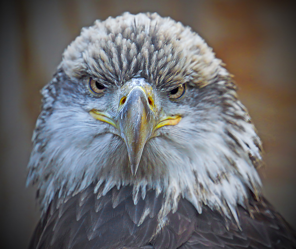 Bald Eagle by Jim Radford