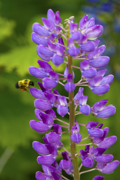Bee on a lupin by Jim Radford