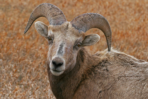 The look- bighorn sheep by Jim Radford