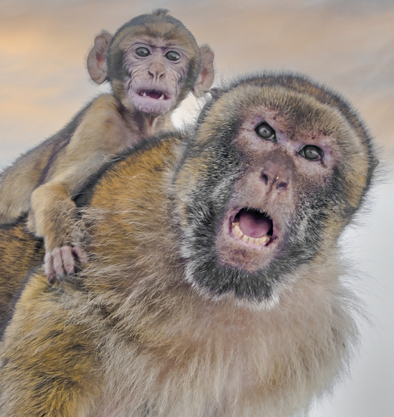  Barbary Macaques Monkey Digital Download