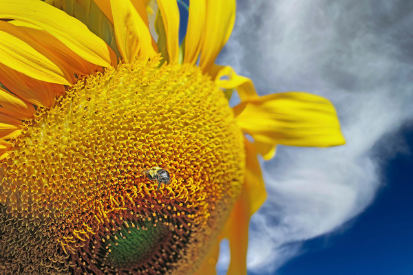 Bee on sunflower by Jim Radford