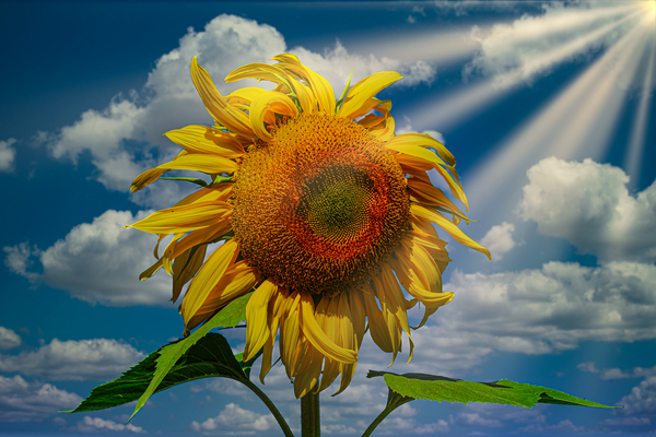 Sunny flowers   by Jim Radford