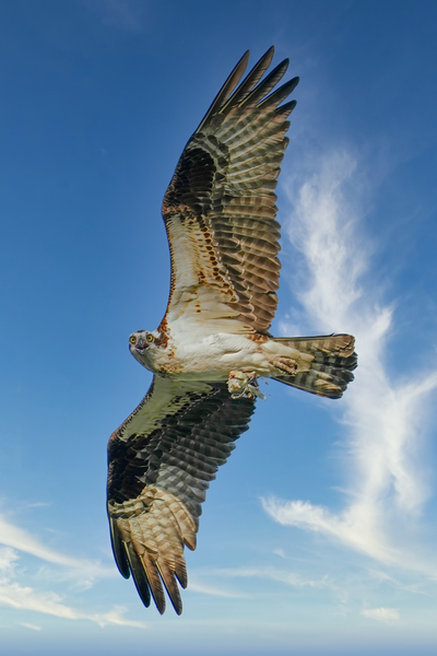 Big wing osprey by Jim Radford