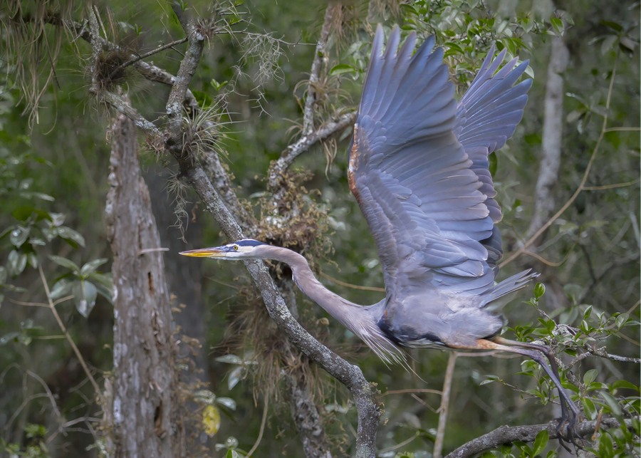 Everglades heron  Print
