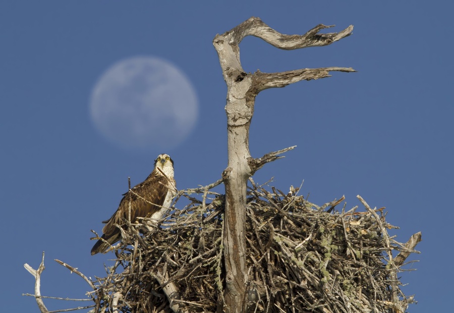 Nesting osprey  Print
