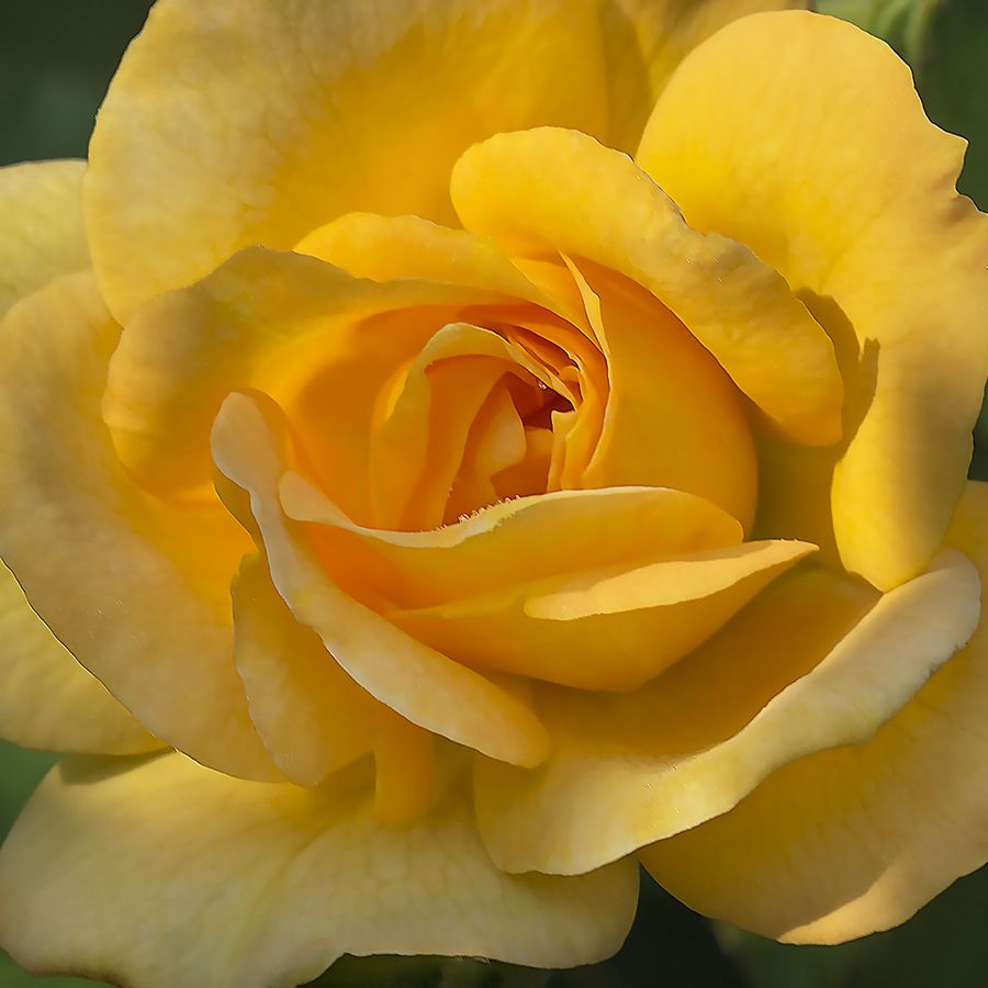 Yellow rose  Print